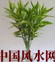 铜陵十二生肖养什么植物最旺财运？你知道吗！